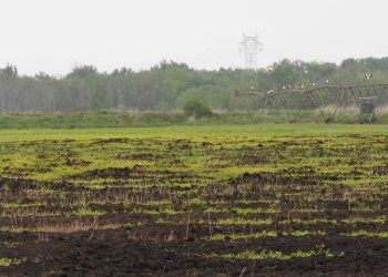 Plantation des premières boutures de saules, 2024