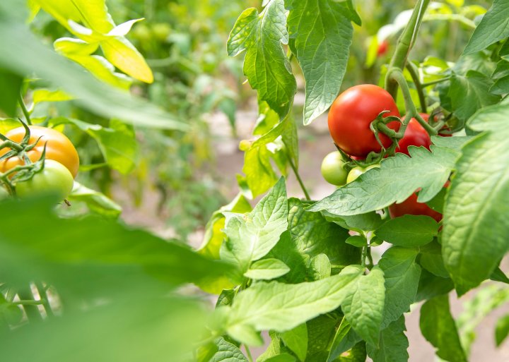 Plants de tomates en terre